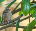 Baby Cardinal napping