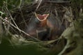 Baby Cardinal in a Nest with Open Mouth Waiting to