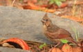 Baby Cardinal searching