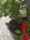 Baby cardinal sits on a pot of roses