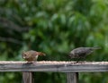 Baby cardinal sitting on the railing with a baby starling