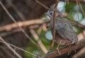 Baby cardinal - trying to hid