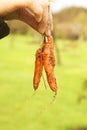 Baby Carrots Royalty Free Stock Photo