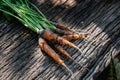 Baby carrots on Old wood background. The carrots have just been harvested from the vegetable garden Royalty Free Stock Photo