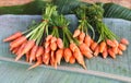 Baby carrots Royalty Free Stock Photo