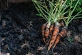 Baby carrots in a pot. The carrots have just been harvested from the vegetable garden Royalty Free Stock Photo