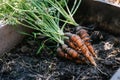 Baby carrots in a pot. The carrots have just been harvested from the vegetable garden Royalty Free Stock Photo