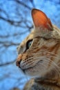 A baby cat close up with intense look. Cat under blue sky