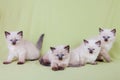 Baby cat Royalty Free Stock Photo