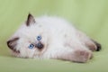 Baby cat Royalty Free Stock Photo