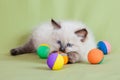 Baby cat Royalty Free Stock Photo