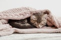 Baby cat curled up and sleep on cozy pink blanket. Fluffy tabby kitten snoozing comfortably on knitted bed. Kitten lying, relaxing Royalty Free Stock Photo