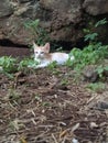 Baby cat in garden so cute Royalty Free Stock Photo