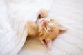 Baby cat. Ginger kitten sleeping under blanket Royalty Free Stock Photo