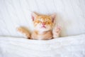 Baby cat. Ginger kitten sleeping under blanket Royalty Free Stock Photo