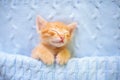 Baby cat. Ginger kitten sleeping under blanket Royalty Free Stock Photo