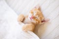 Baby cat. Ginger kitten sleeping under blanket Royalty Free Stock Photo