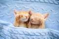 Baby cat. Ginger kitten sleeping under blanket Royalty Free Stock Photo