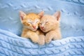 Baby cat. Ginger kitten sleeping under blanket Royalty Free Stock Photo