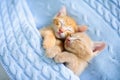 Baby cat. Ginger kitten sleeping under blanket Royalty Free Stock Photo