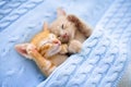 Baby cat. Ginger kitten sleeping under blanket Royalty Free Stock Photo