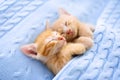 Baby cat. Ginger kitten sleeping under blanket Royalty Free Stock Photo