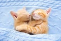 Baby cat. Ginger kitten sleeping under blanket Royalty Free Stock Photo