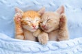 Baby cat. Ginger kitten sleeping under blanket Royalty Free Stock Photo