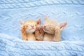 Baby cat. Ginger kitten sleeping under blanket Royalty Free Stock Photo