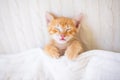 Baby cat. Ginger kitten sleeping under blanket