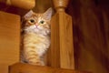 Baby cat with green eyes sits on the step of wooden staircase in cozy evening house. Royalty Free Stock Photo