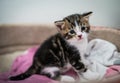 Baby cat having fun Royalty Free Stock Photo