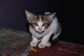 Baby Cat at home , Cat sitting on the steps , looking to the camera Royalty Free Stock Photo