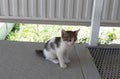 Baby cat hungry , looking for food Royalty Free Stock Photo