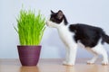 Baby cat inhaled wheatgrass or cat grass Royalty Free Stock Photo