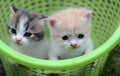 2 baby cat kitty in basket Royalty Free Stock Photo