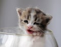 1 baby cat kitty in glass bottle