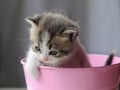 1 baby cat kitty in metal pail