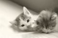 Baby cat kitty sleeping and play Royalty Free Stock Photo