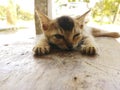 Baby cat look cute sleeping Royalty Free Stock Photo