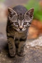 Baby cat looking into the camera Royalty Free Stock Photo