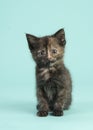 Baby cat looking at the camera on a turquoise blue background Royalty Free Stock Photo
