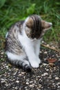 Baby cat is looking down, sad look Royalty Free Stock Photo