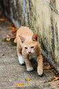 Baby cat orange cute