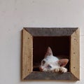 baby cat peeking in the window
