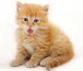 A baby cat photographed in studio Royalty Free Stock Photo