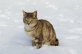 Baby Cat in Snow