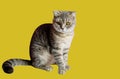 Baby Cat portrait, Scottish Fold With Yellow Eyes On Yellow Background, Copy Space.