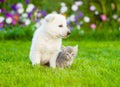 Baby cat and puppy sitting together on summer grass Royalty Free Stock Photo