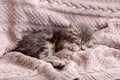 Baby cat sleep on cozy pink blanket. Fluffy tabby kitten snoozing comfortably on knitted bed. Kitten lying, relaxing Royalty Free Stock Photo